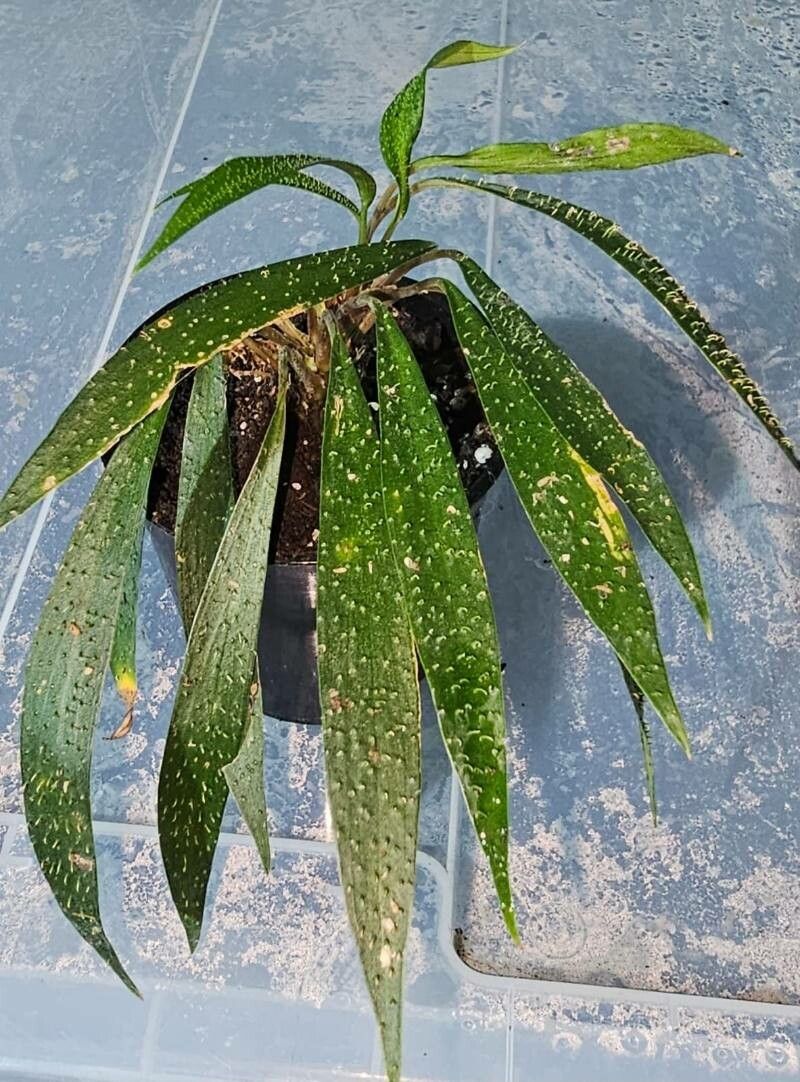 Homalomena hasei — related species from the same genus