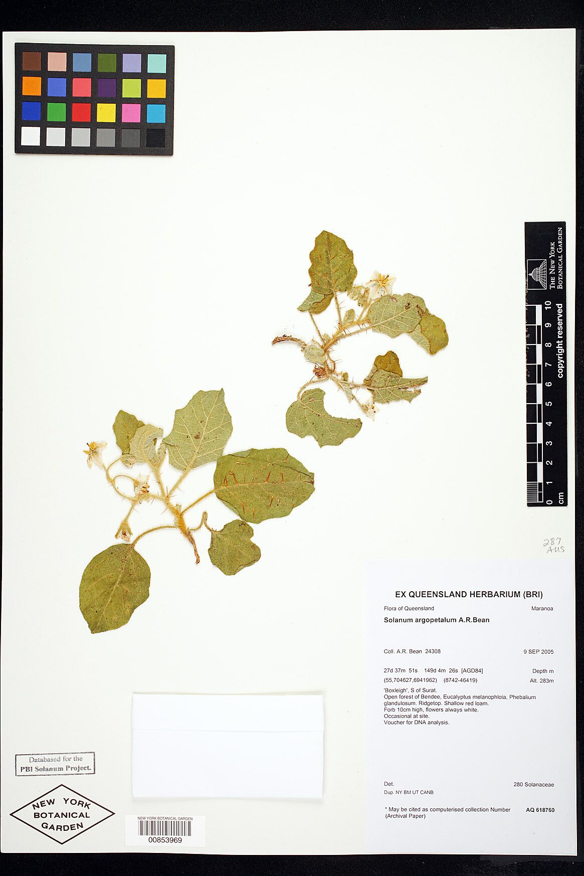 Solanum argopetalum — houseplant care guide