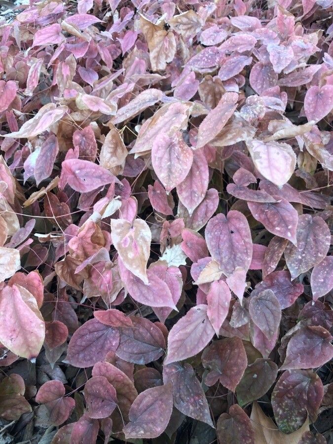 Epimedium grandiflorum leaf