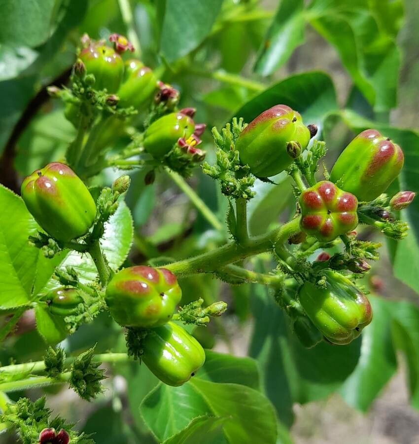 Jatropha excisa fruit