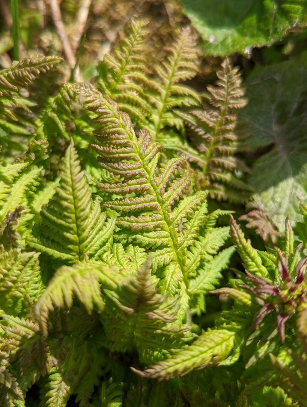 Pedicularis recutita — search result for 'Pedicularis'