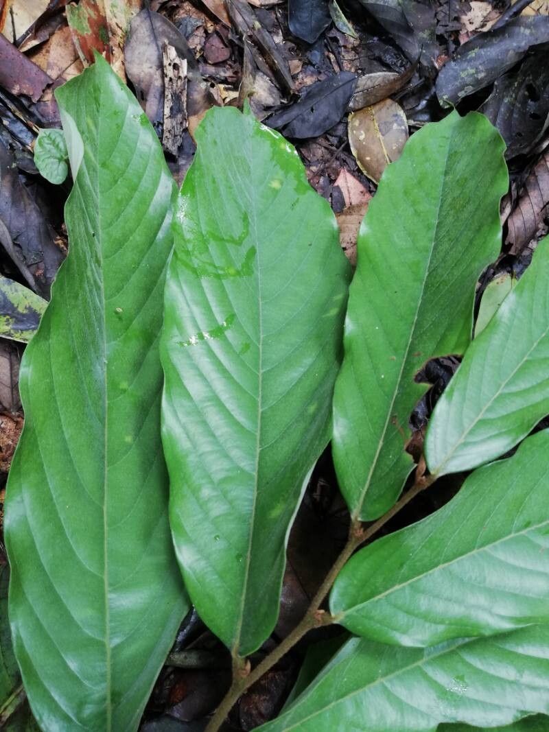 Monodora angolensis — related species from the same genus