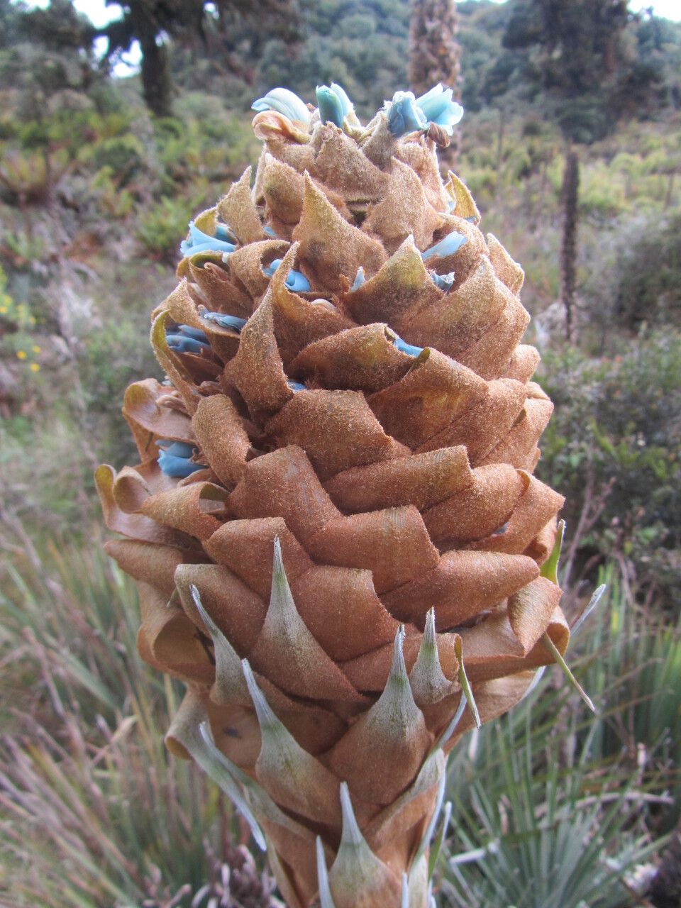 Puya dasylirioides flower