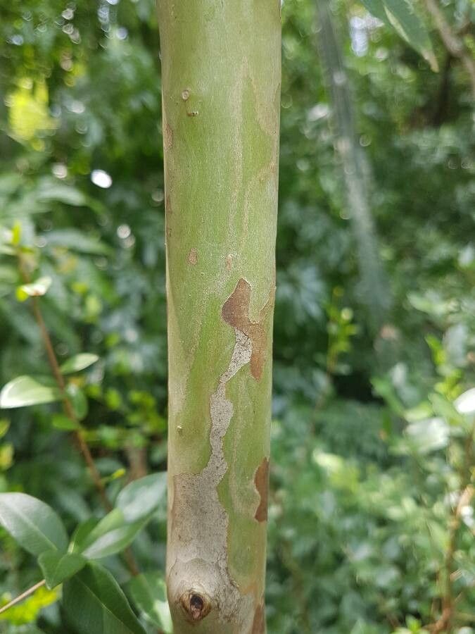 Myrcia laruotteana bark