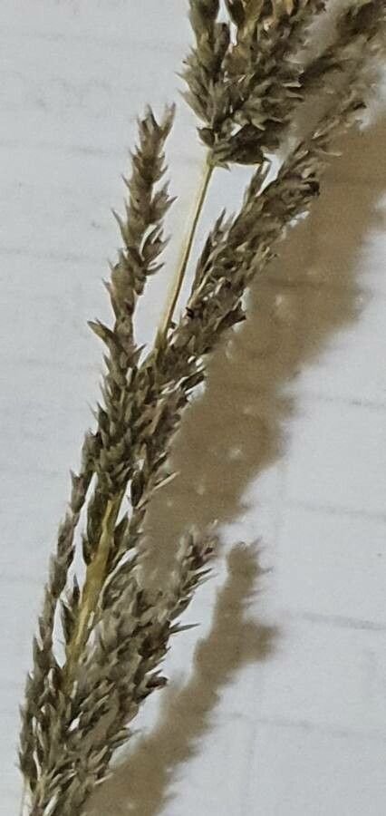 Sporobolus africanus flower