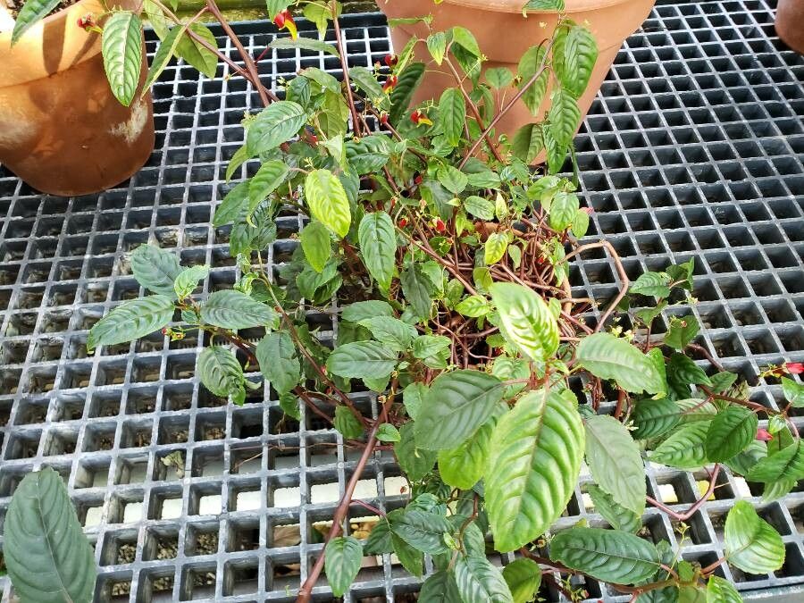 Impatiens hians habit