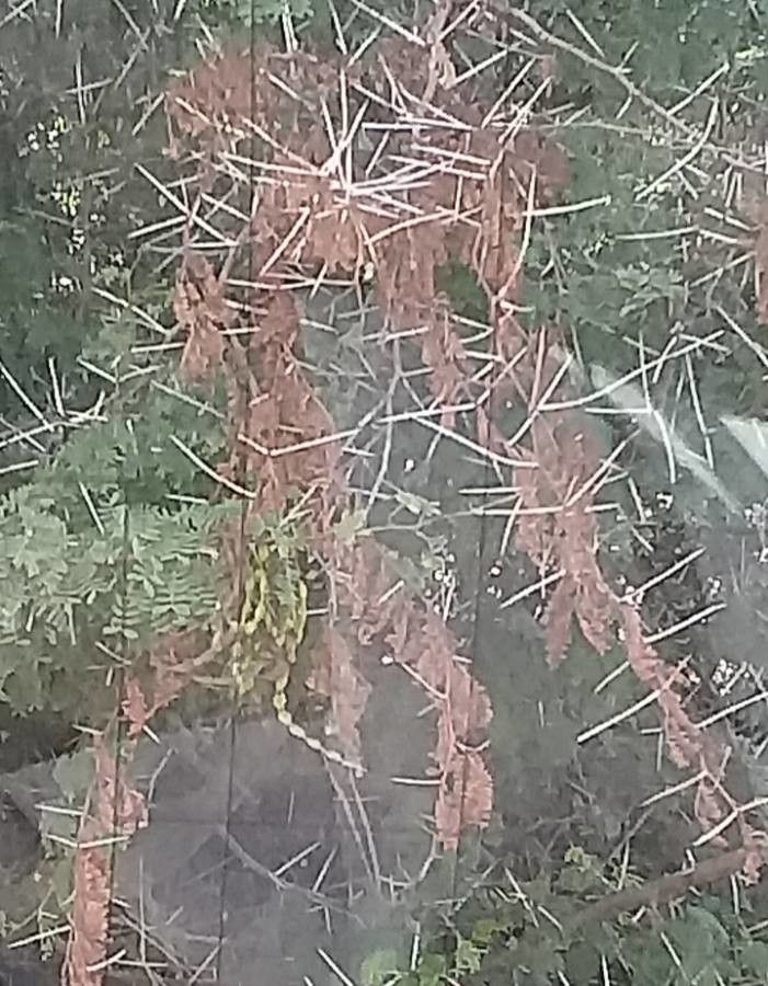 Acacia tortilis fruit