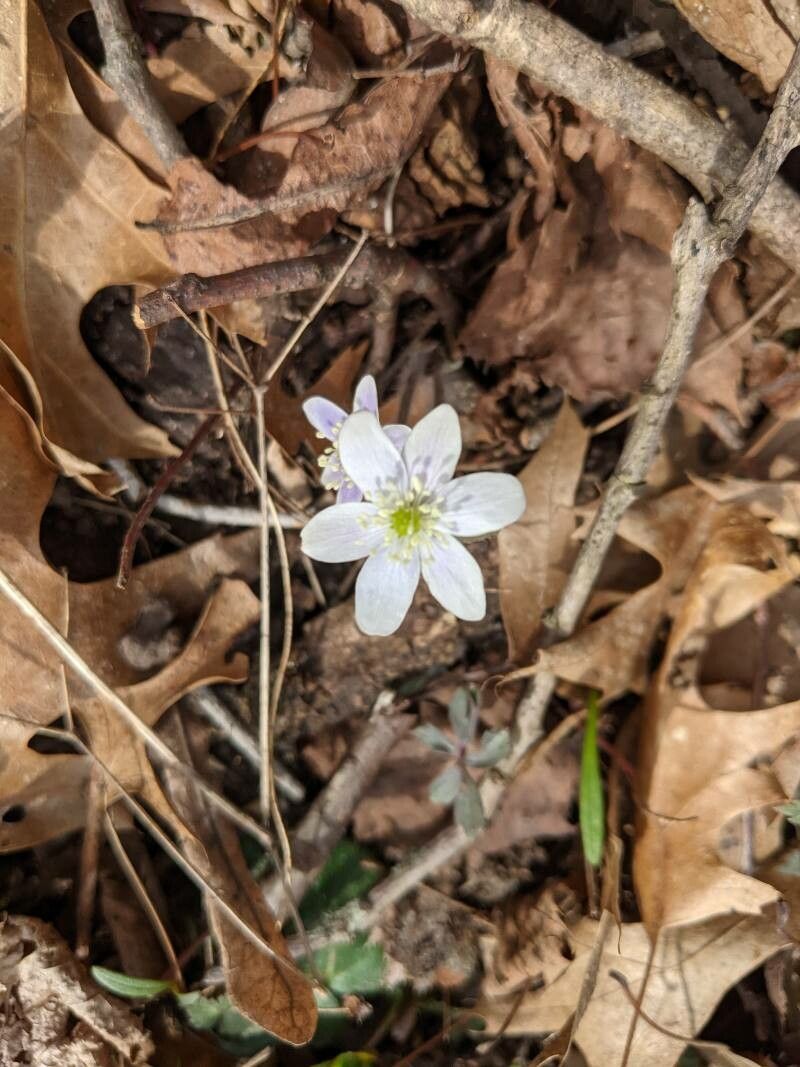 Hepatica americana — related species from the same genus
