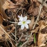 Hepatica americana