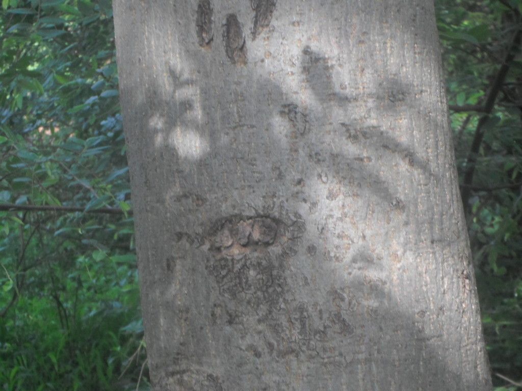 Lannea microcarpa bark