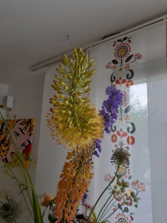 Eremurus himalaicus flower