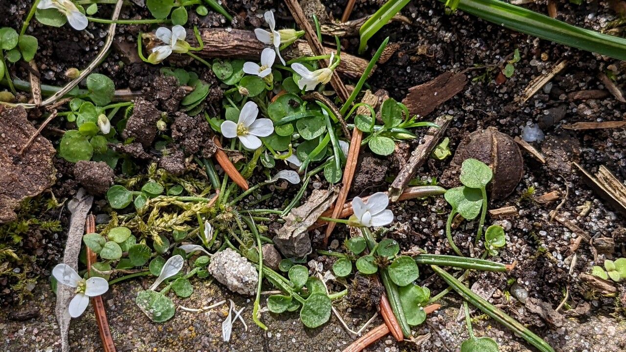Cardamine bellidifolia flower
