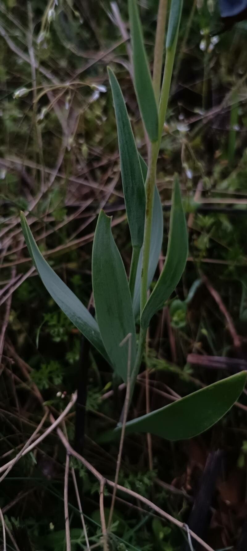 Fritillaria caucasica — houseplant care guide