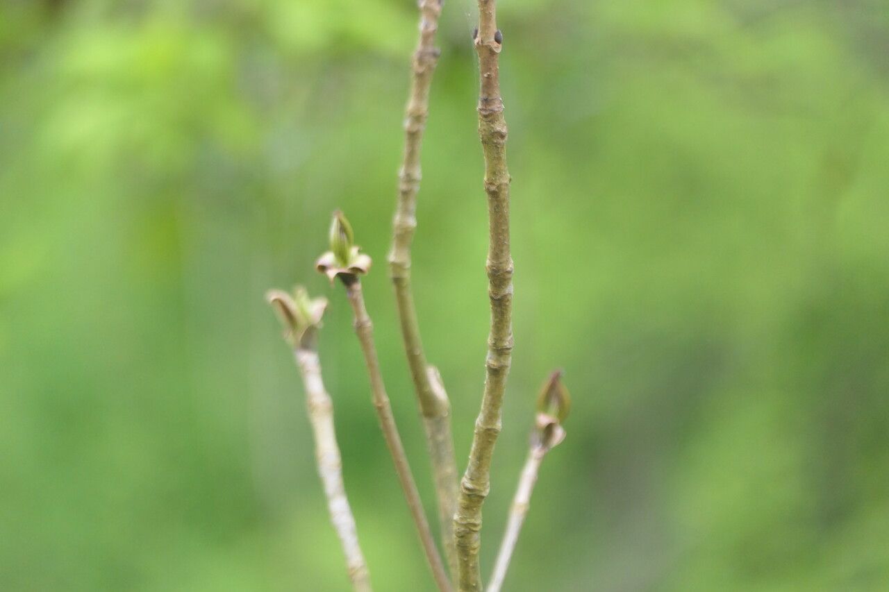 Fraxinus platypoda bark