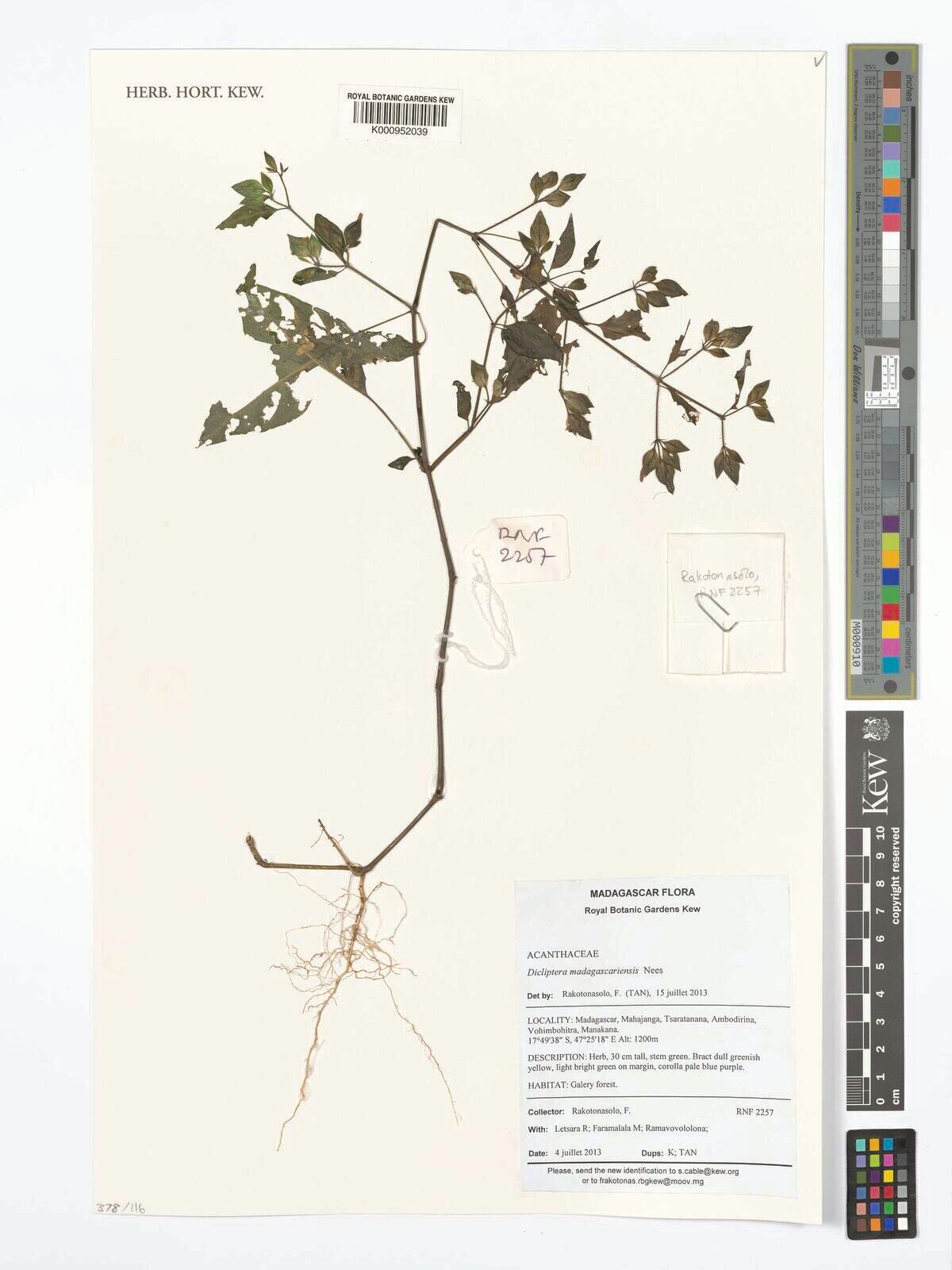 Dicliptera madagascariensis — houseplant care guide