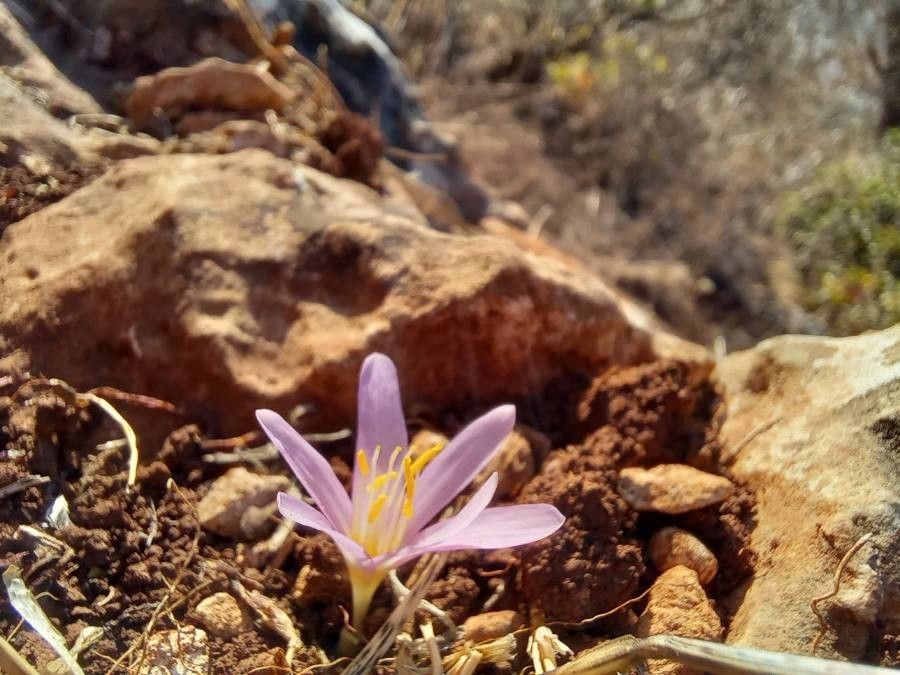 Colchicum stevenii flower