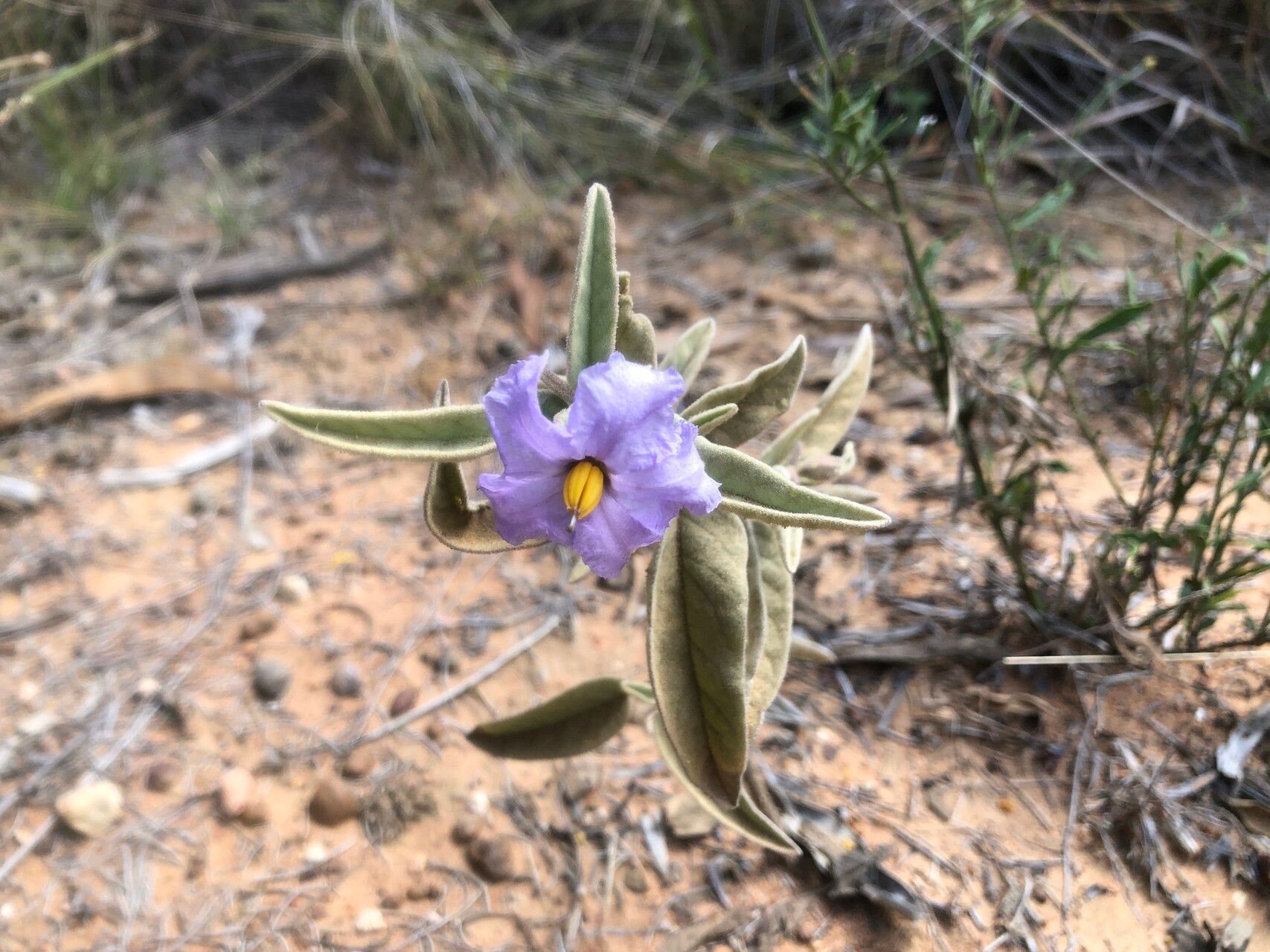 Solanum jucundum flower