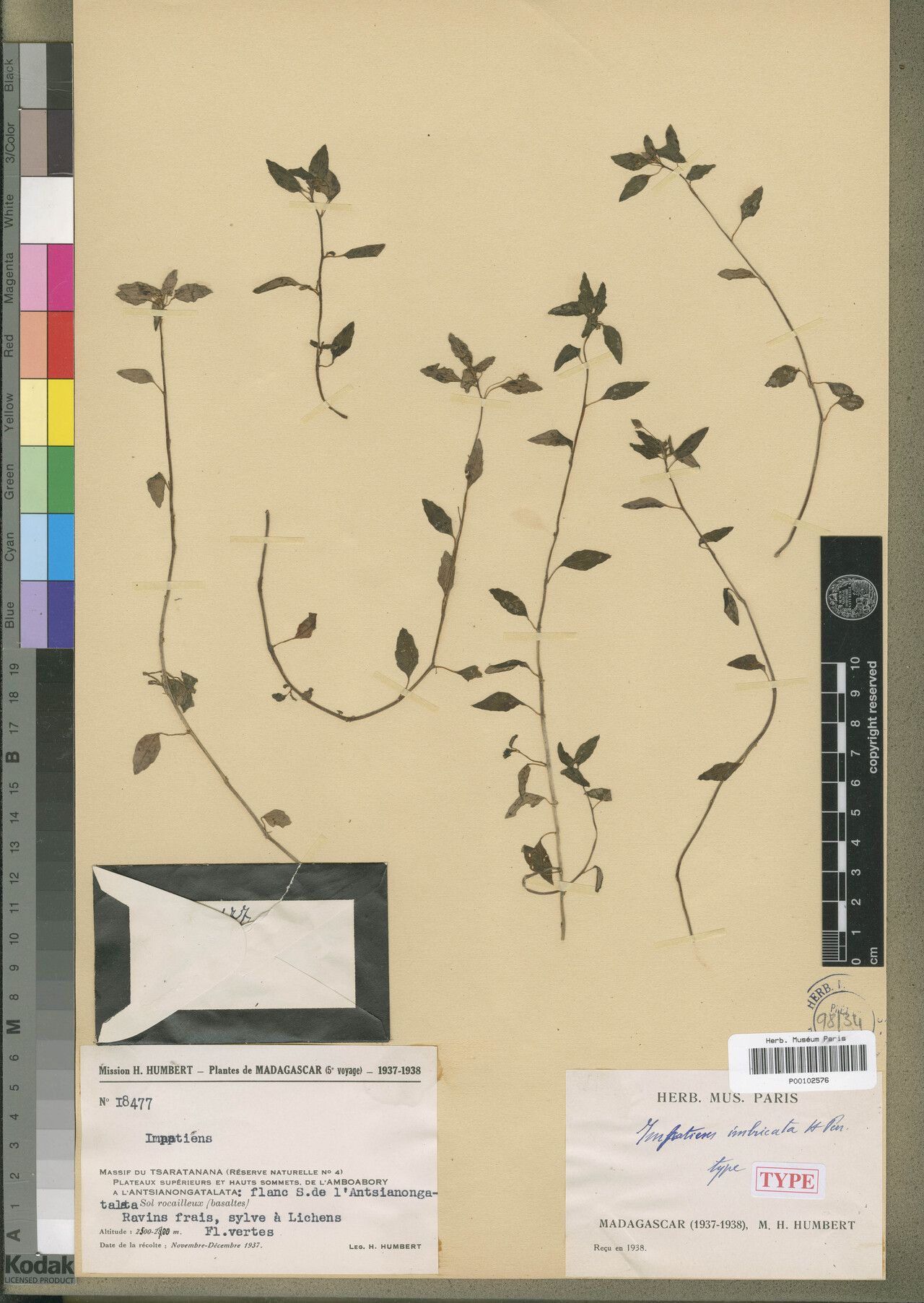 Impatiens imbricata — houseplant care guide