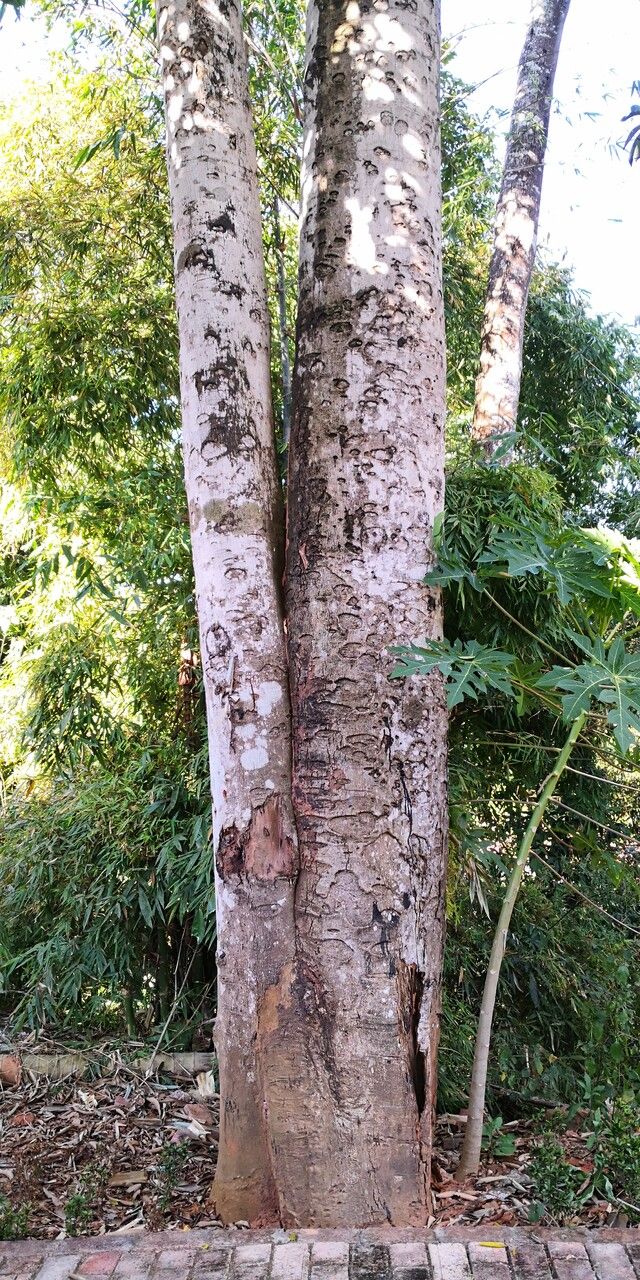 Lithraea molleoides bark