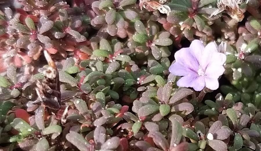 Limonium obtusifolium flower