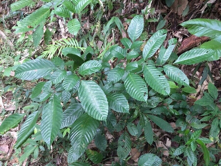 Leea indica — search result for 'Vitaceae'