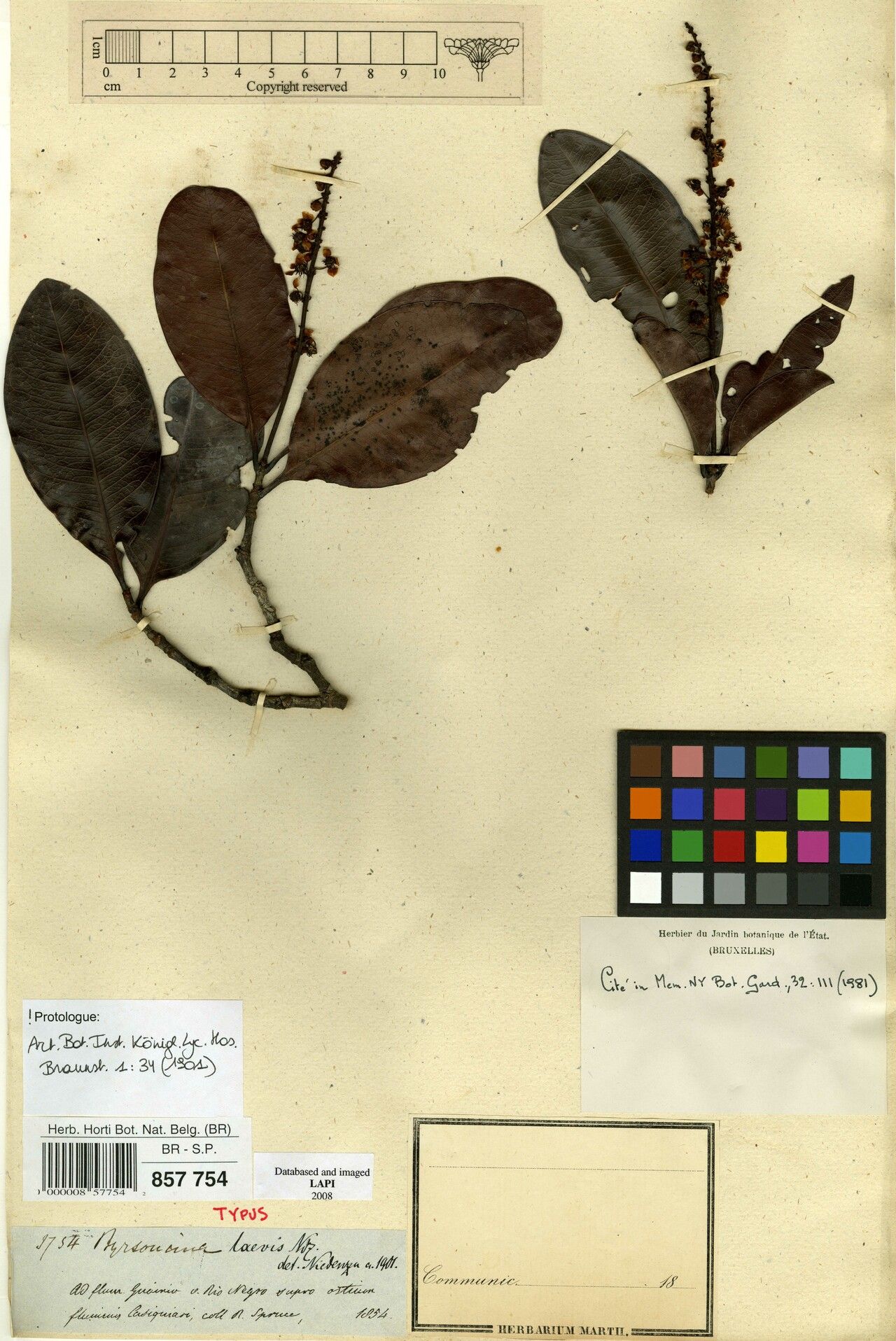 Byrsonima laevis flower