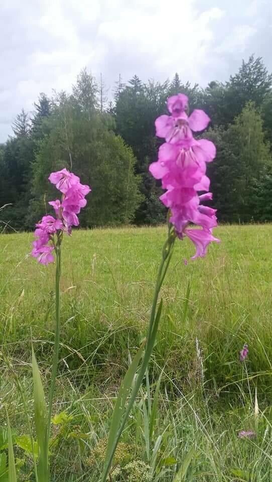 Gladiolus imbricatus flower