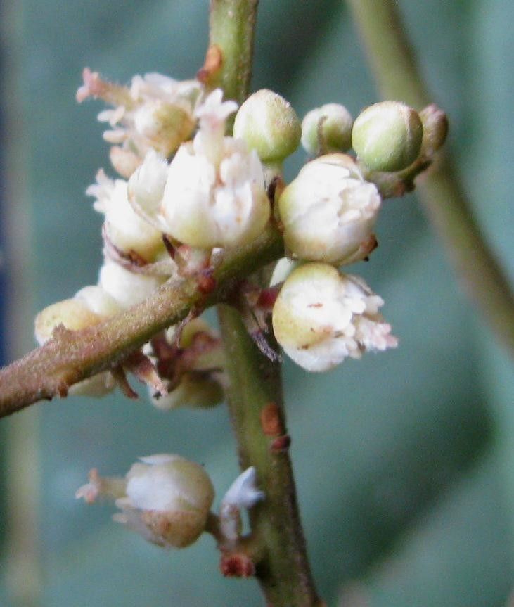 Cupania livida fruit