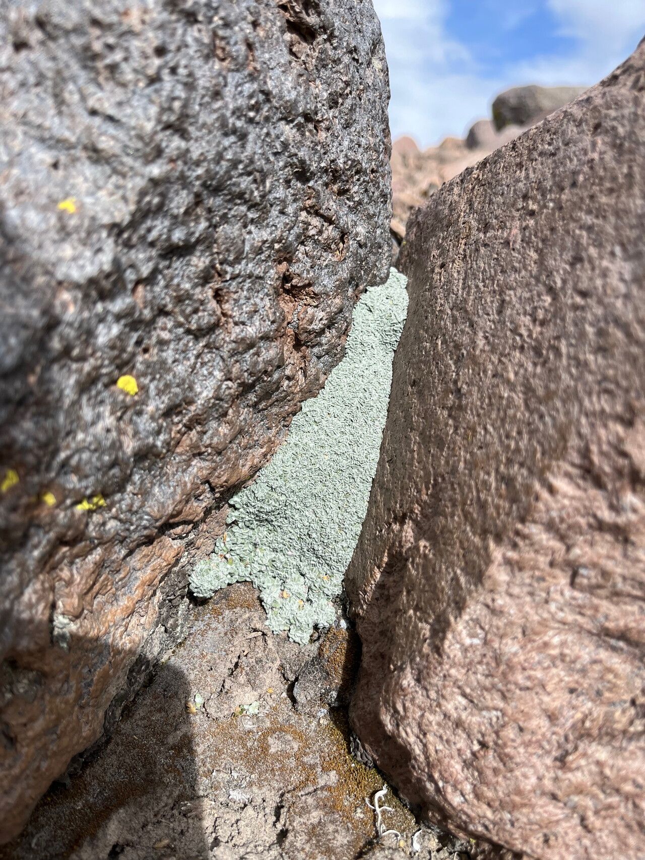 Mniodes caespititia habit