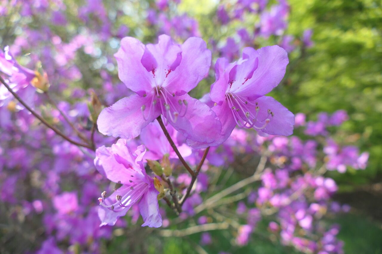 Rhododendron dilatatum — houseplant care guide