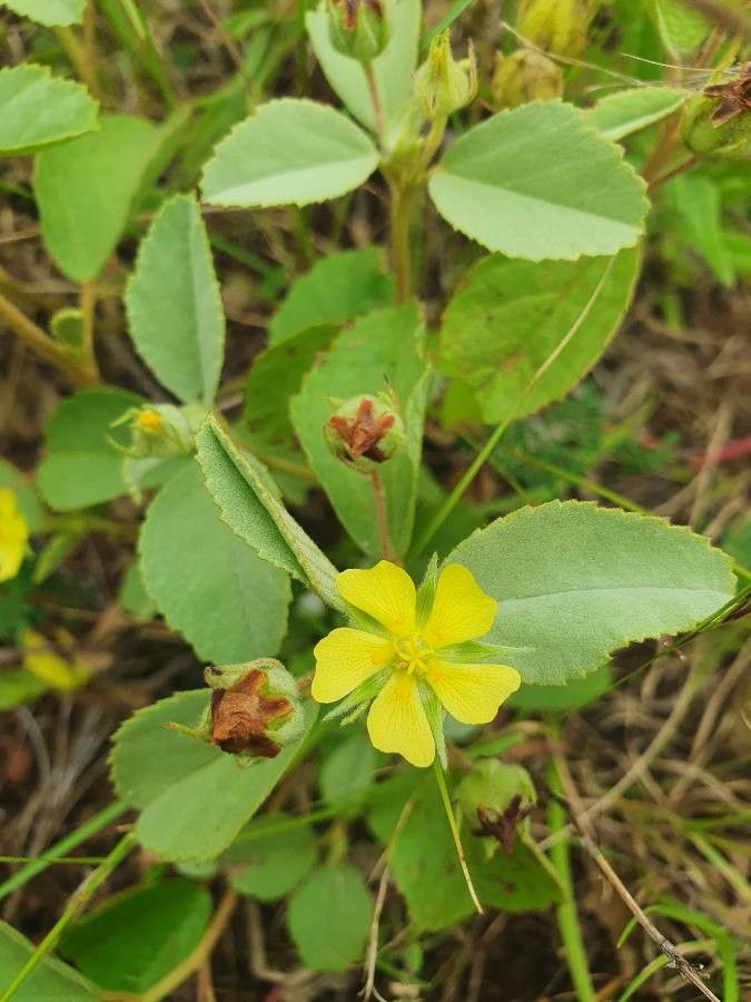 Melhania ovata flower