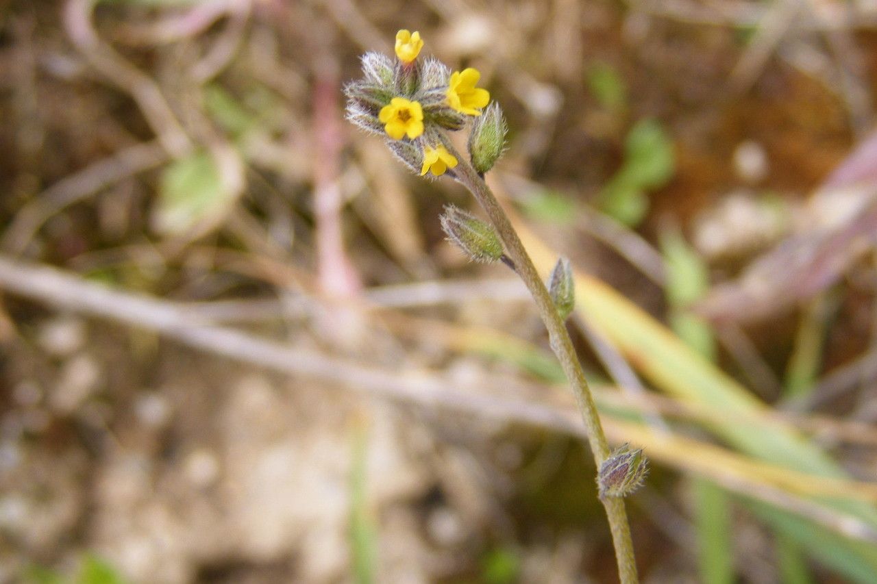 Myosotis balbisiana other