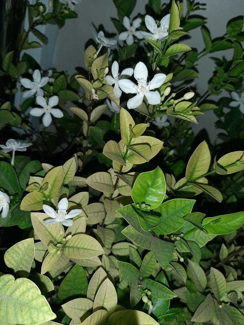 Wrightia antidysenterica flower