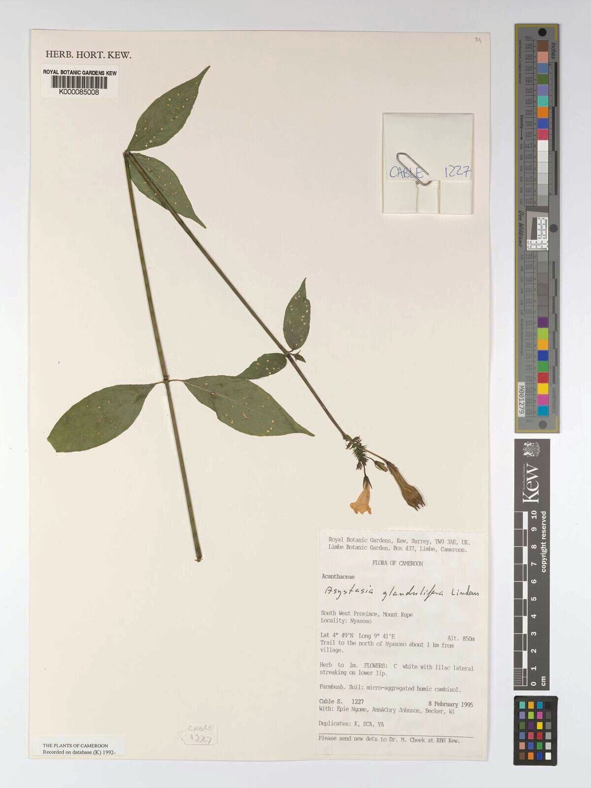 Asystasia glandulifera — search result for 'Asystasia'