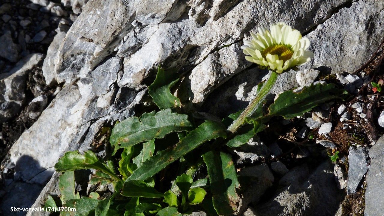 Leucanthemum adustum leaf