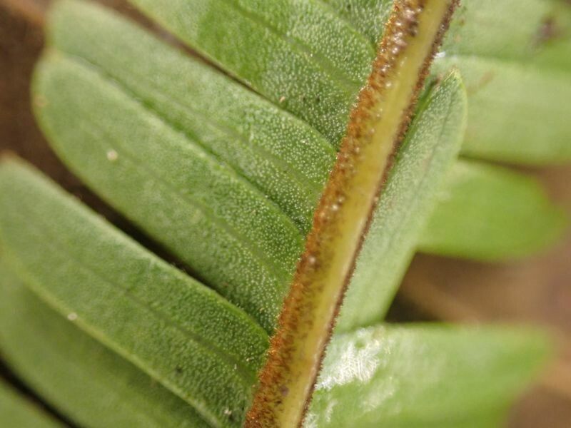 Parkia bicolor — related species from the same genus