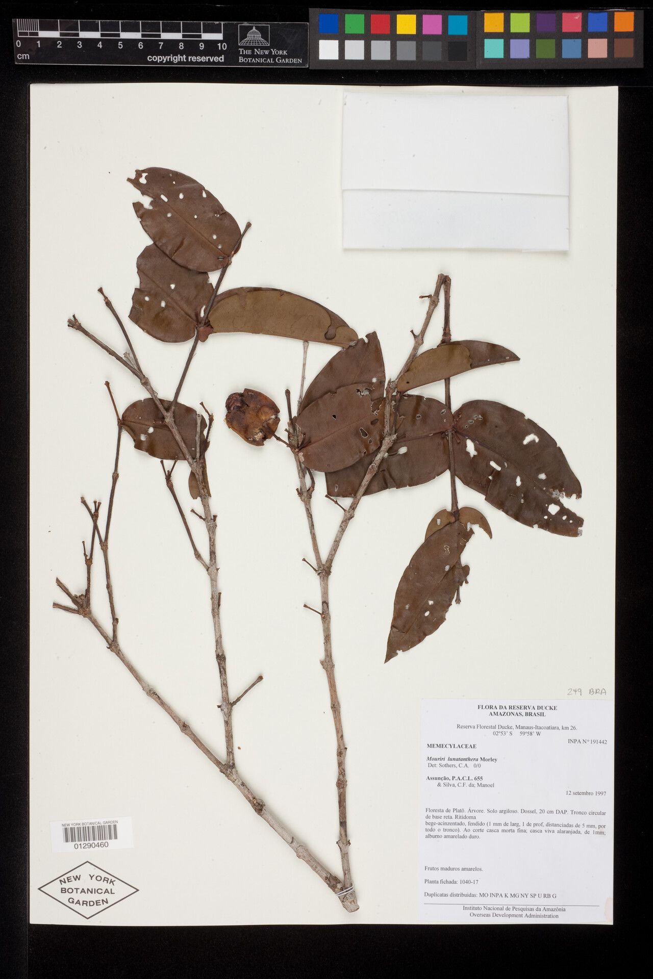 Mouriri lunatanthera fruit