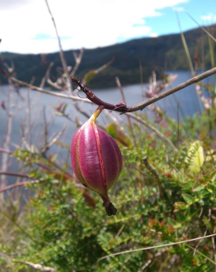 Epidendrum radicans fruit
