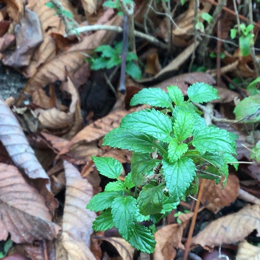 Prasium majus — search result for 'Apiaceae'
