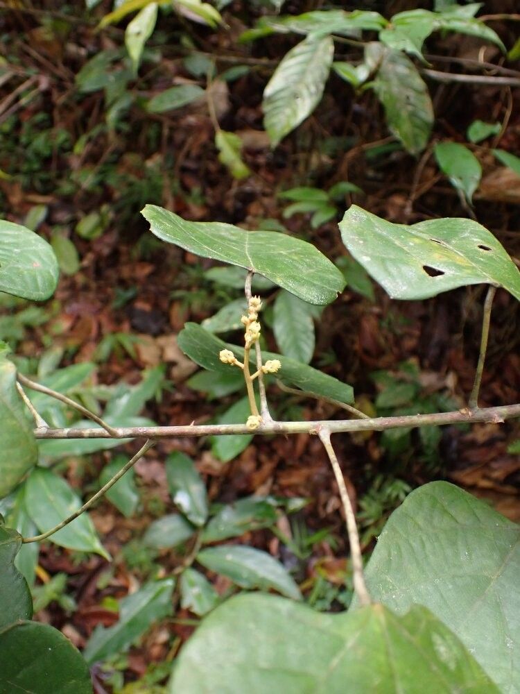 Macaranga poggei — houseplant care guide