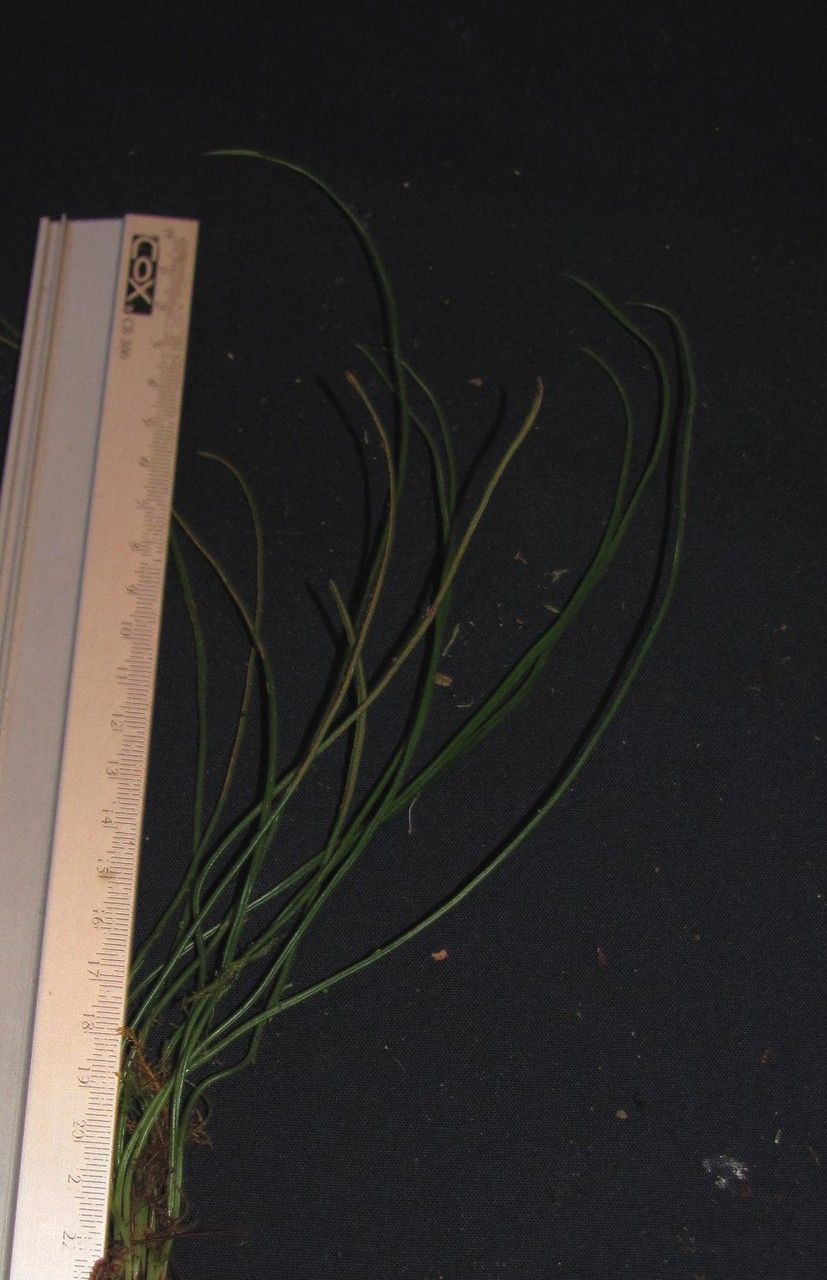 Vittaria graminifolia other