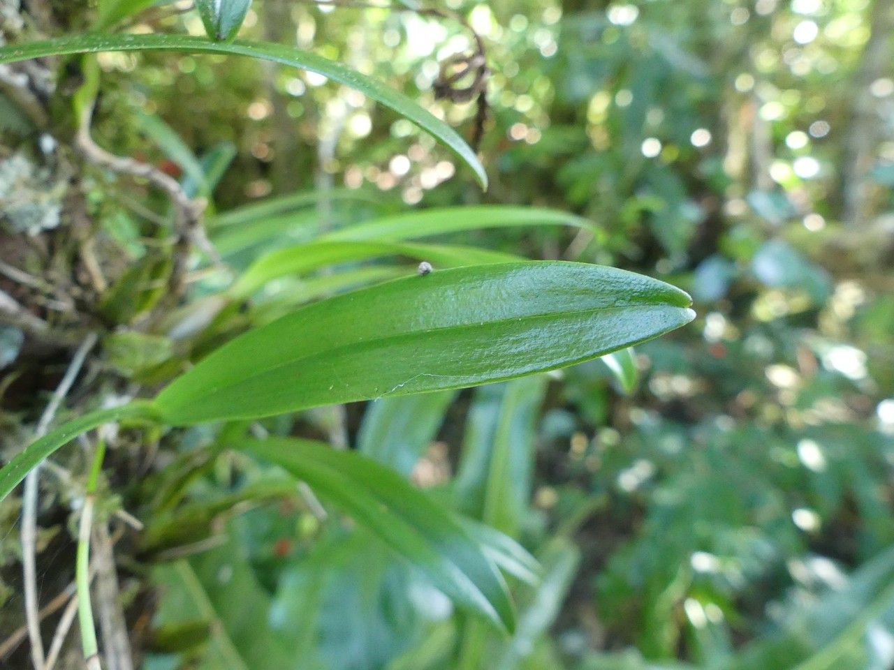 Bulbophyllum densum — houseplant care guide