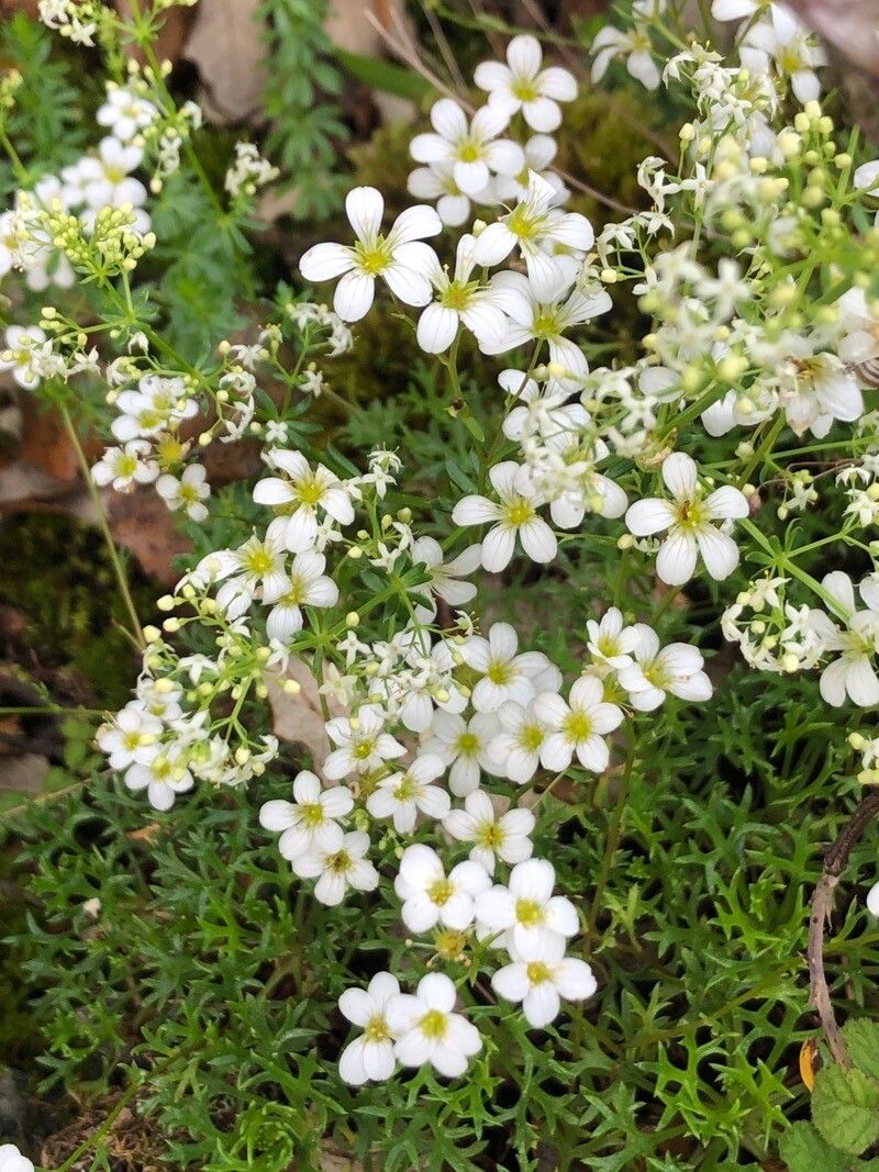 Saxifraga trifurcata flower