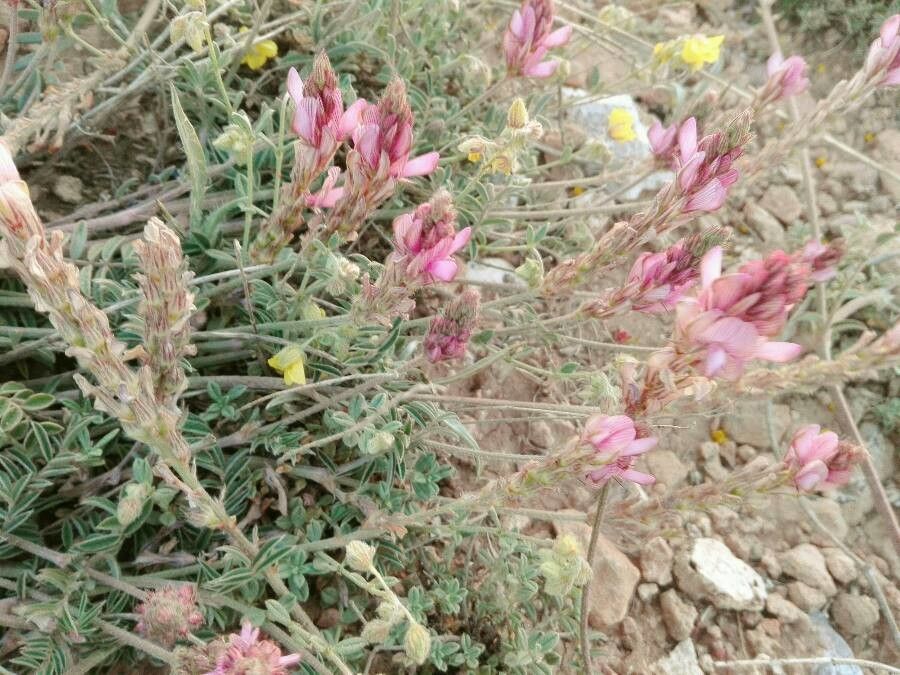 Onobrychis conferta habit