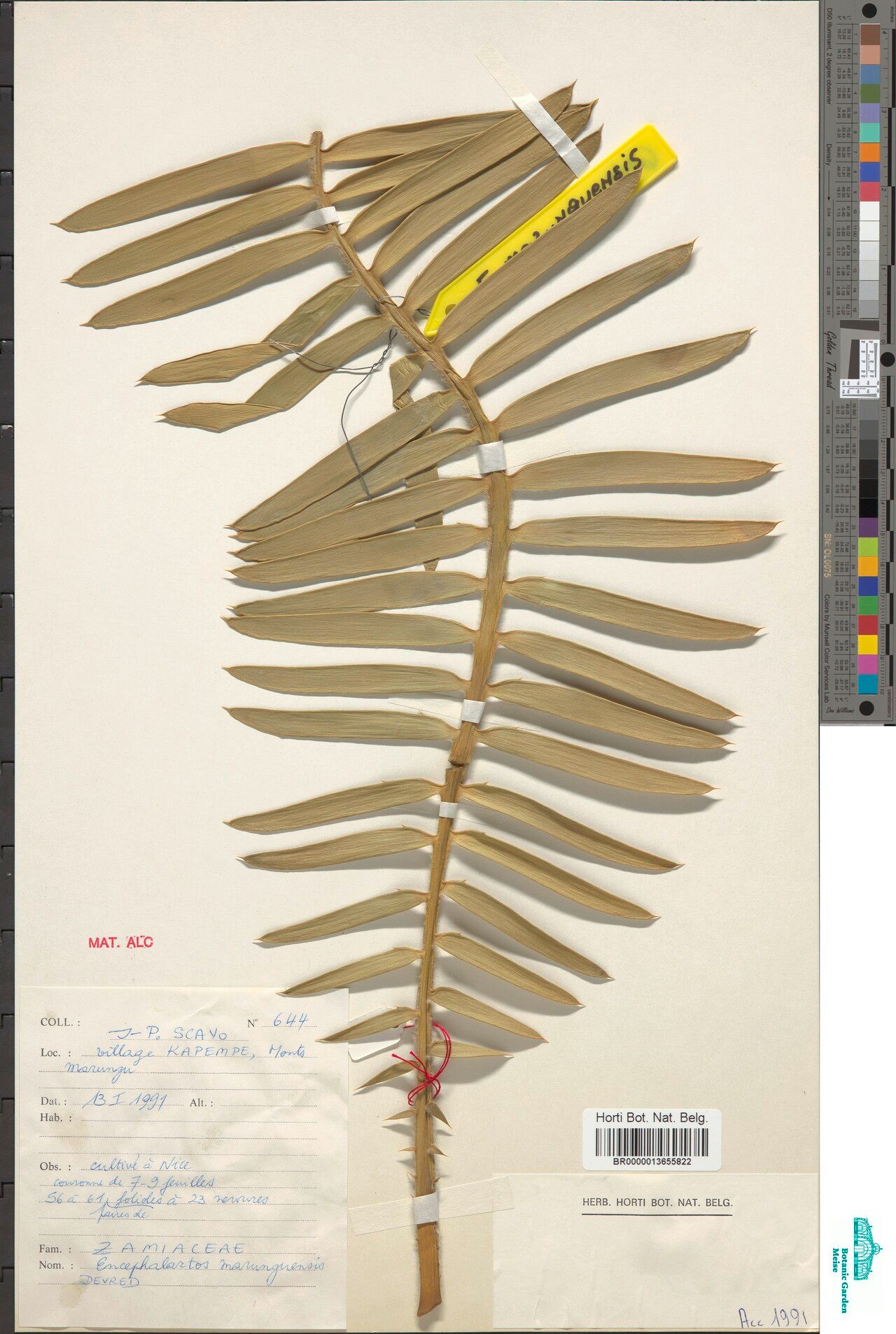 Encephalartos marunguensis — search result for 'Encephalartos'