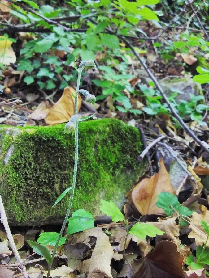 Epipactis microphylla flower