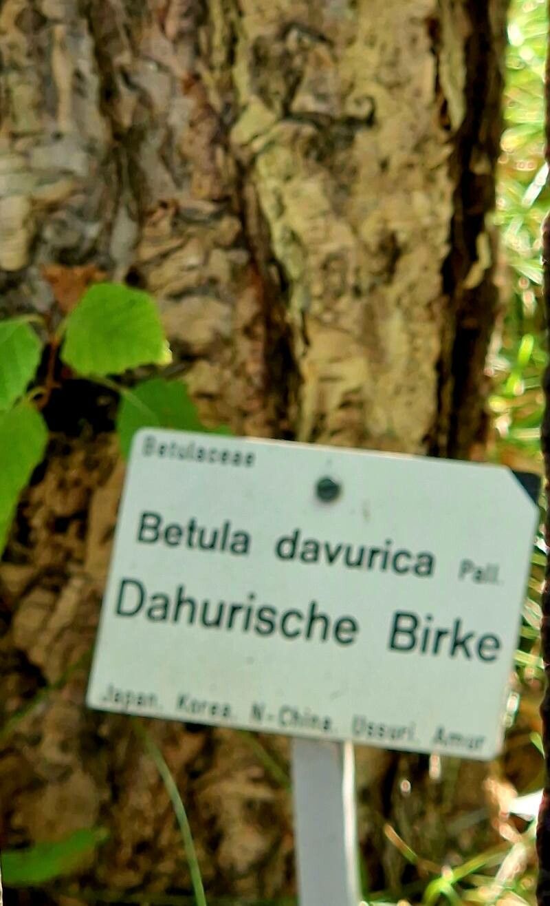 Betula davurica other