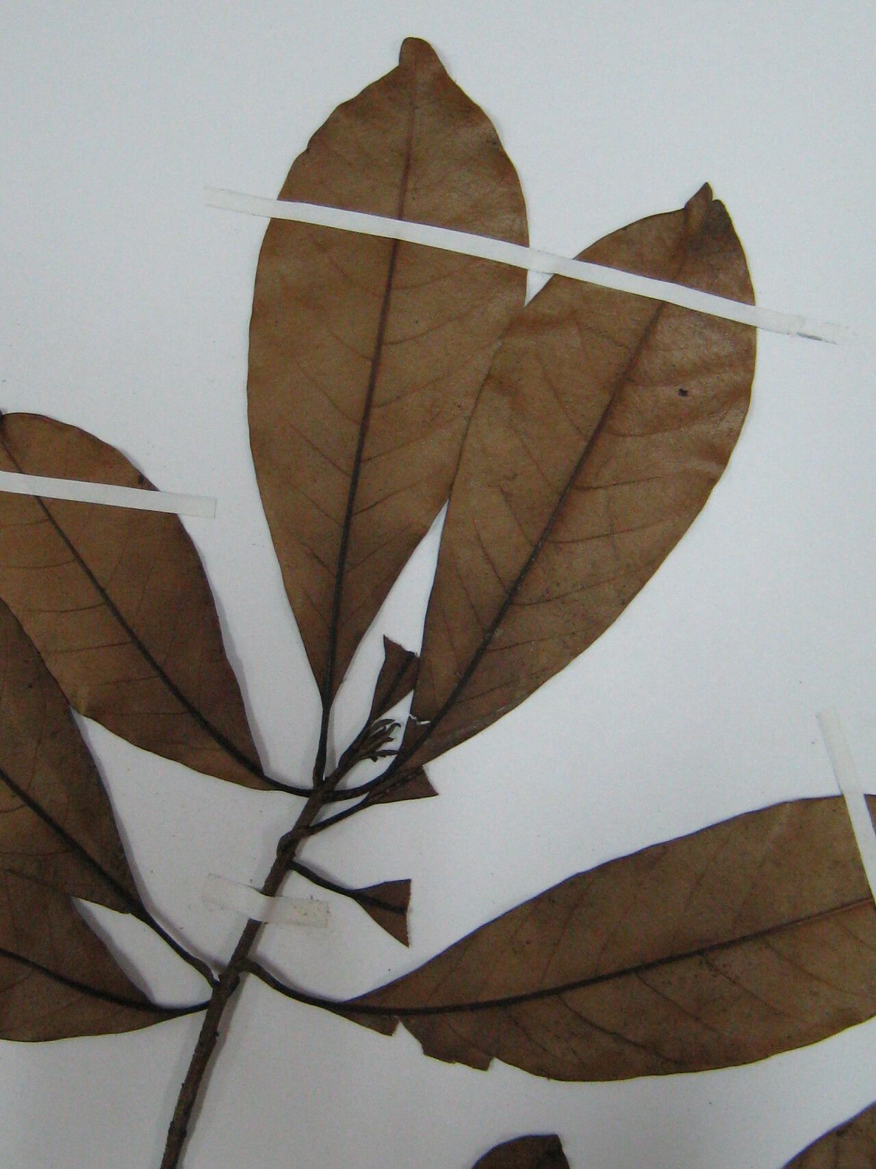 Pradosia surinamensis other