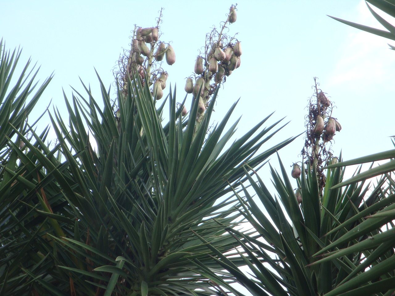 Yucca elephantipes fruit