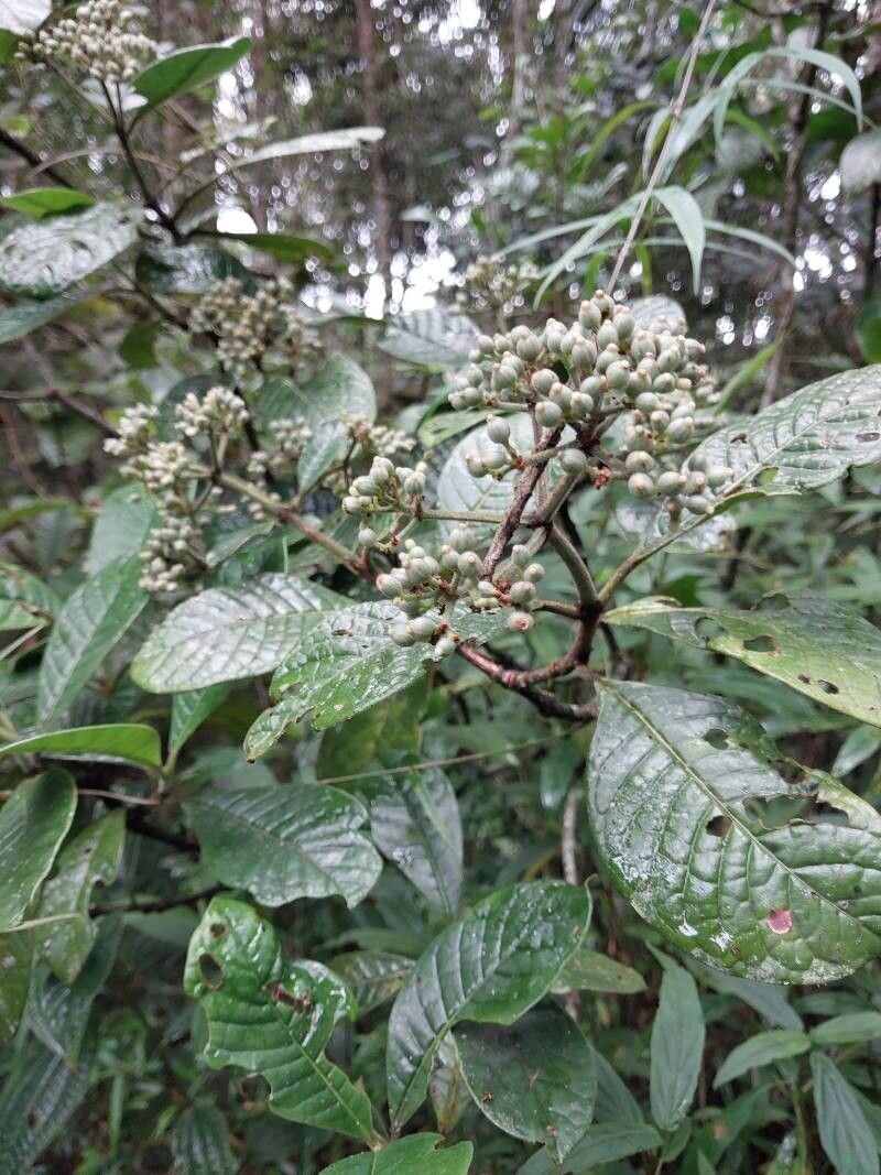 Gaertnera rubra habit